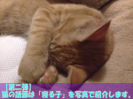 【第二弾】猫の語源は「寝る子」を写真で紹介します。