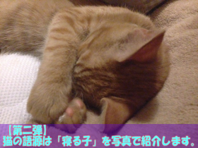 【第二弾】猫の語源は「寝る子」を写真で紹介します。